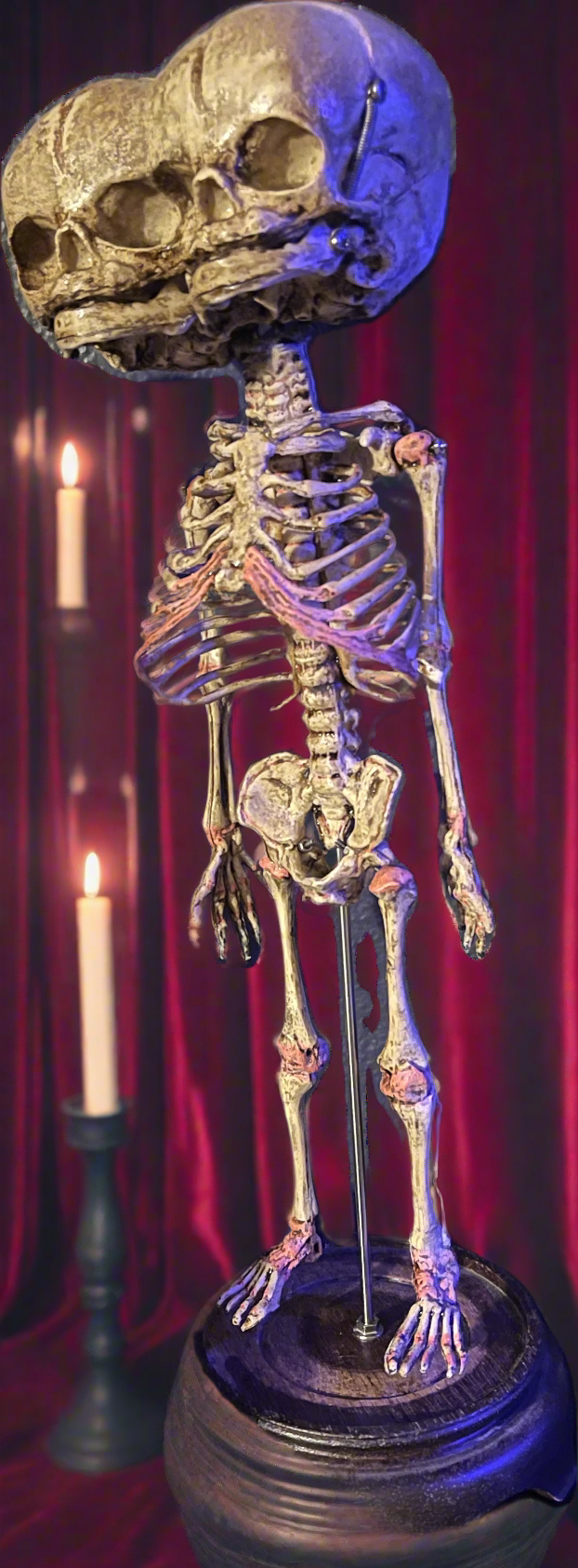 Two headed Fetal skeleton replica