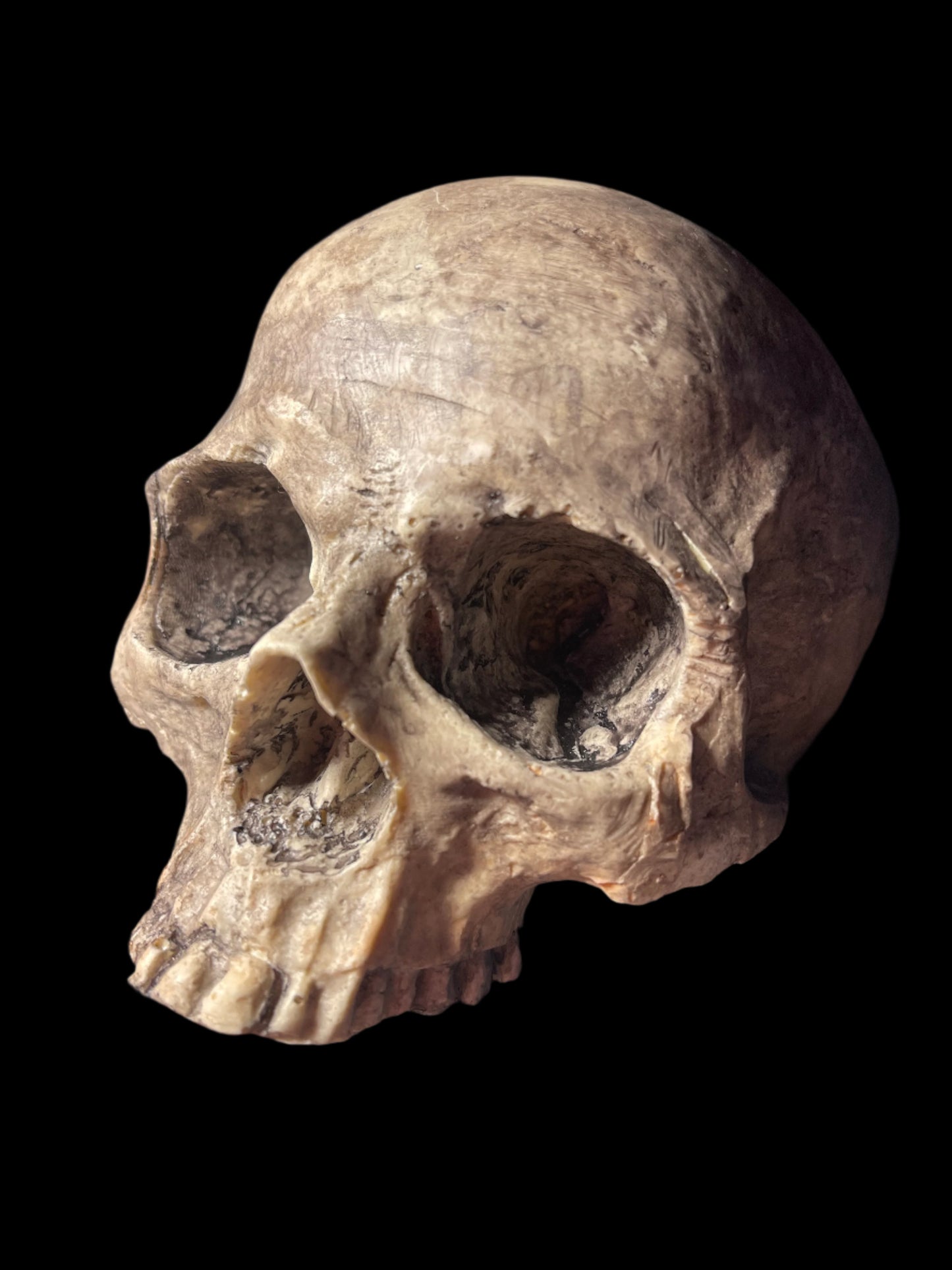 Human skull replica