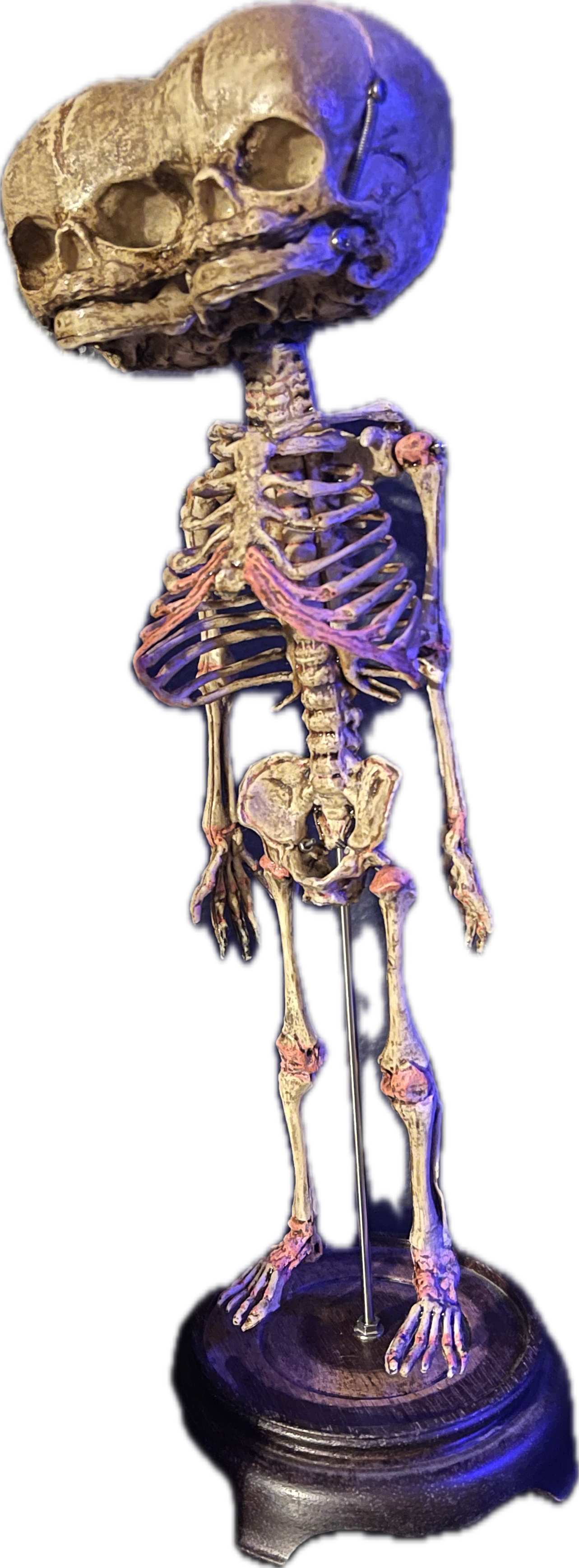 Two headed Fetal skeleton replica