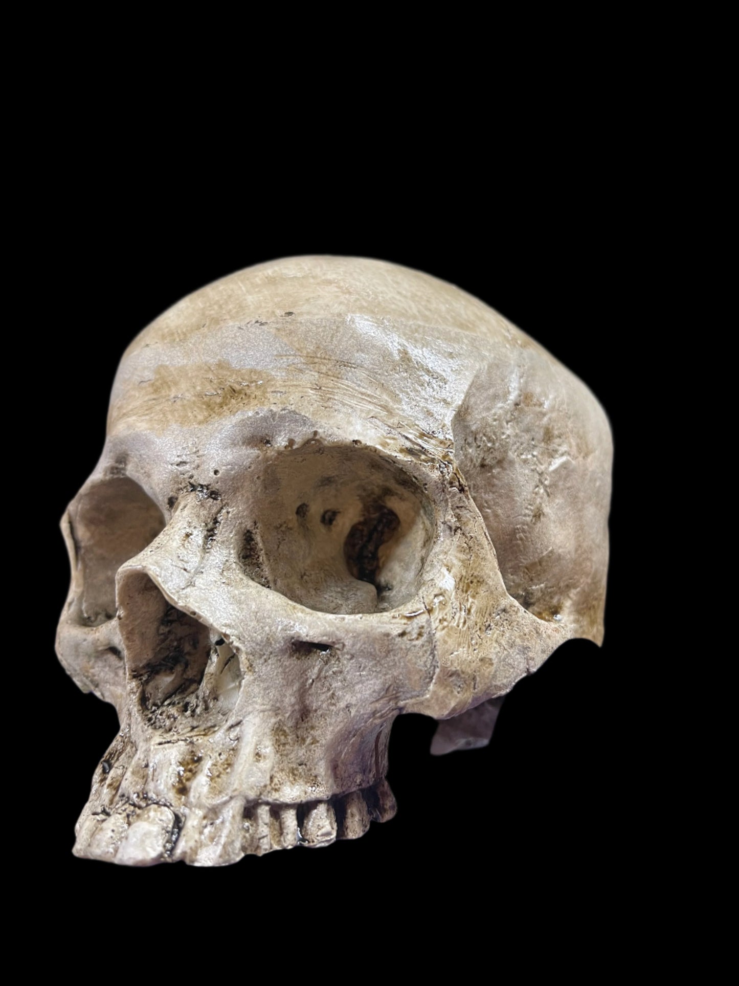 Human skull replica