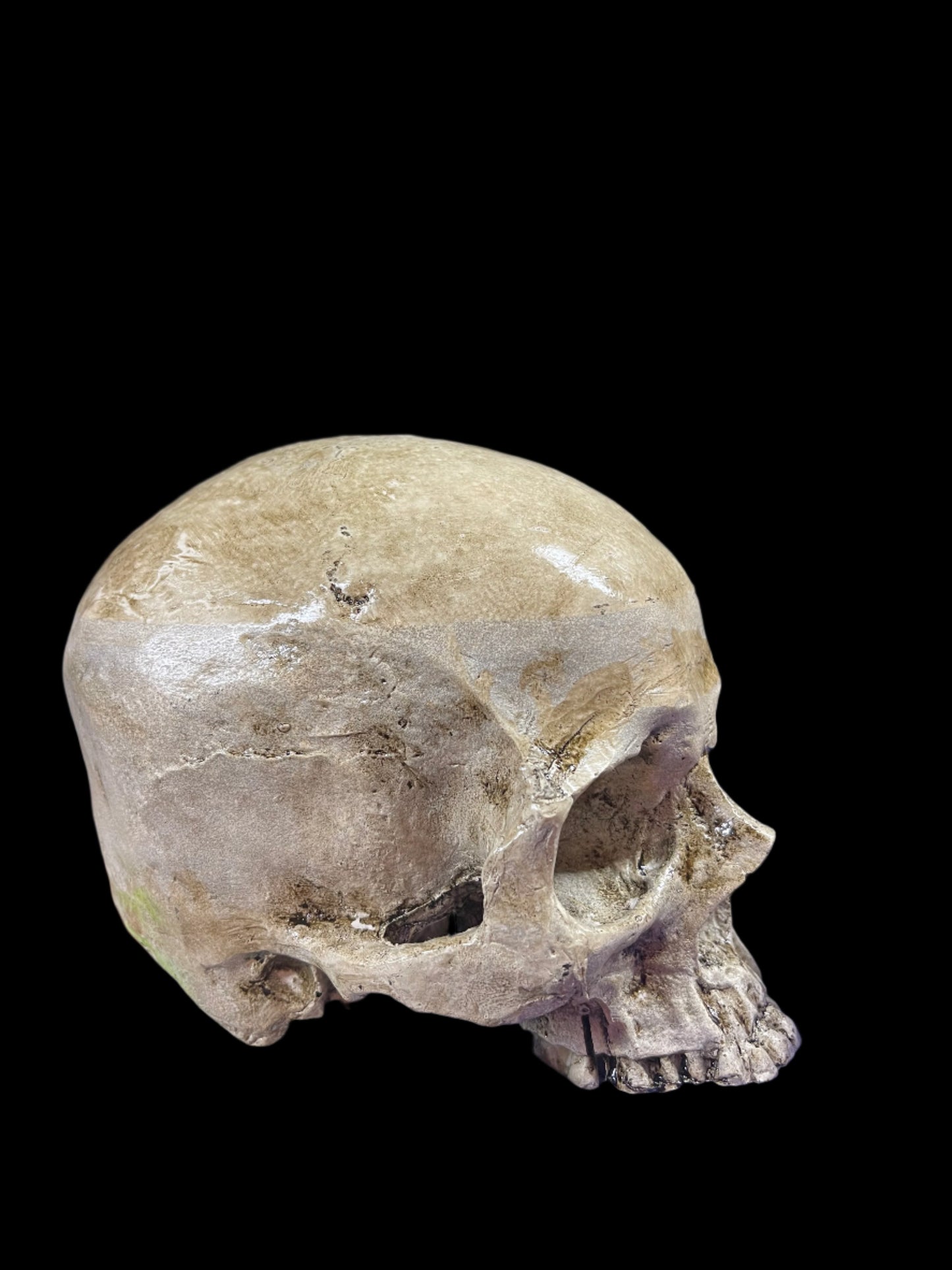 Human skull replica