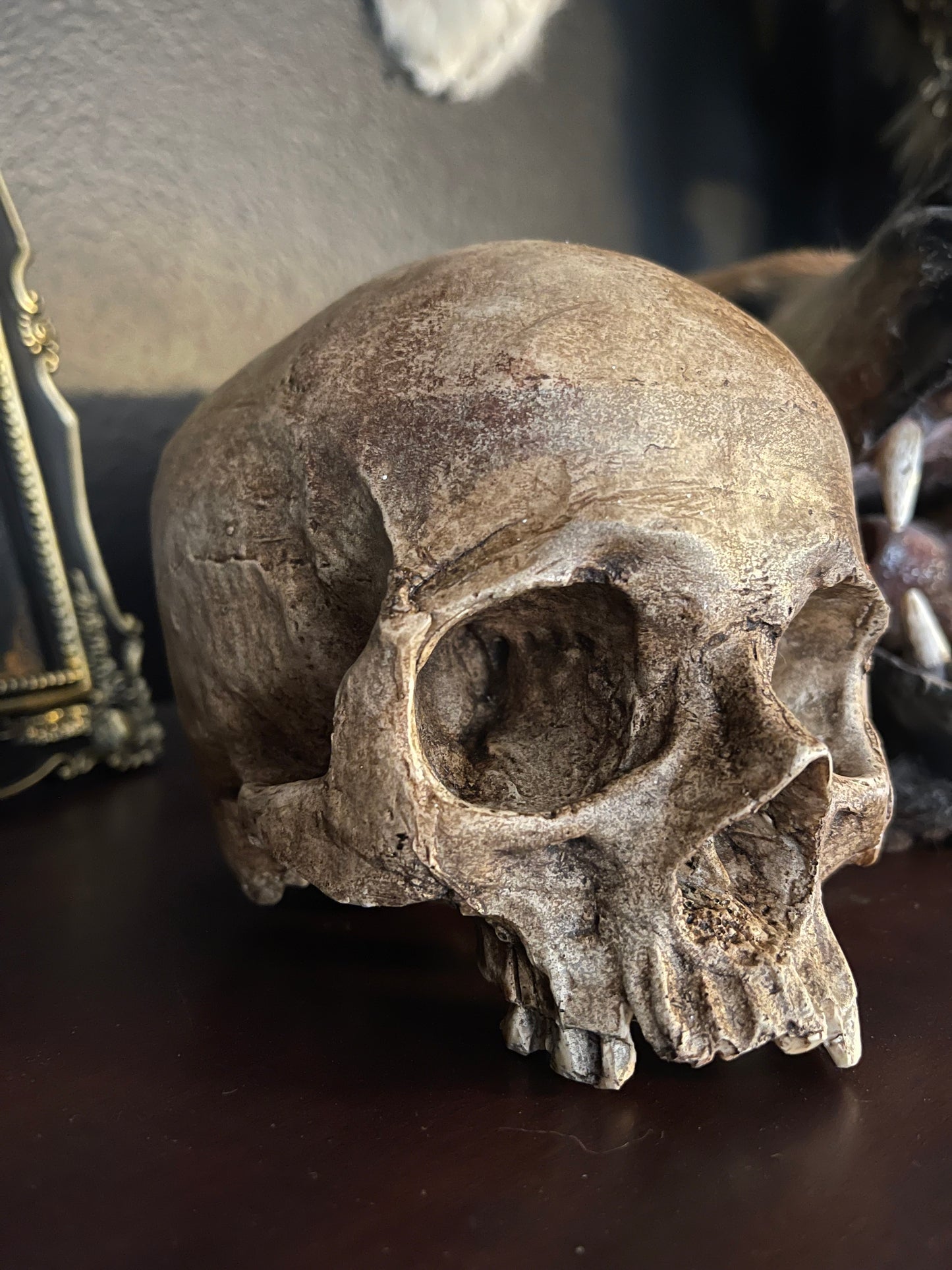 Human skull replica