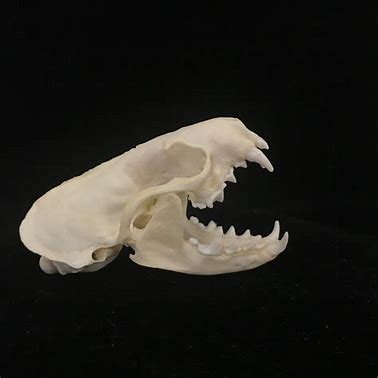 Mink skull