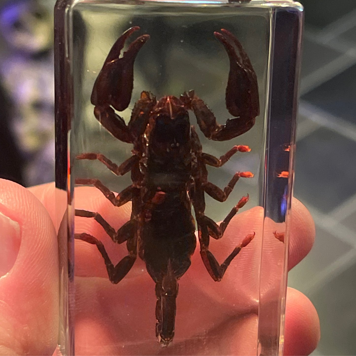 Scorpion in lucite