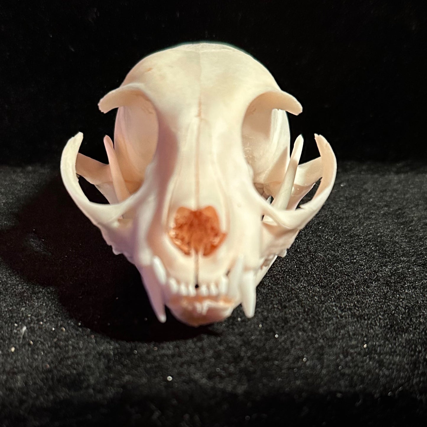 Real cat skull front view
