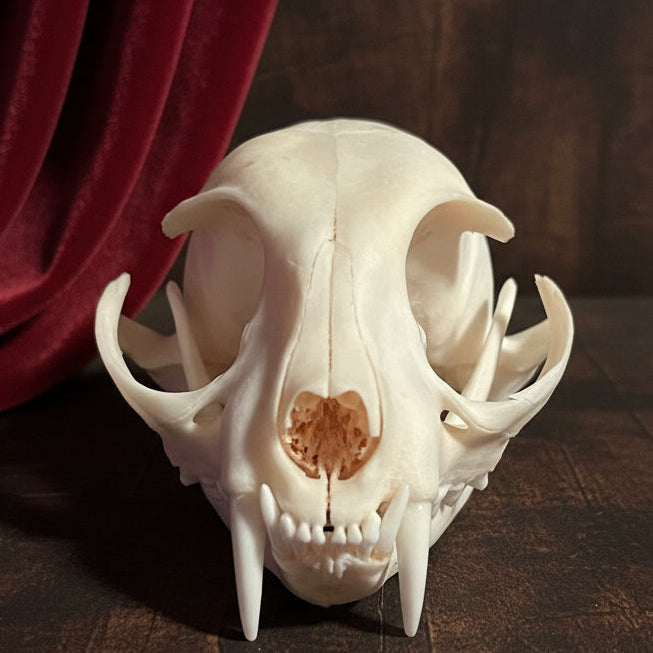 Real cat skull front view