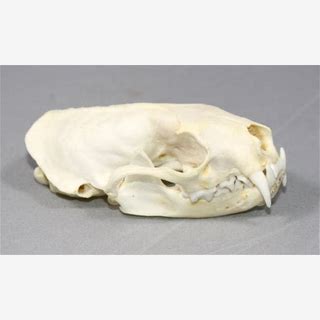 Mink skull