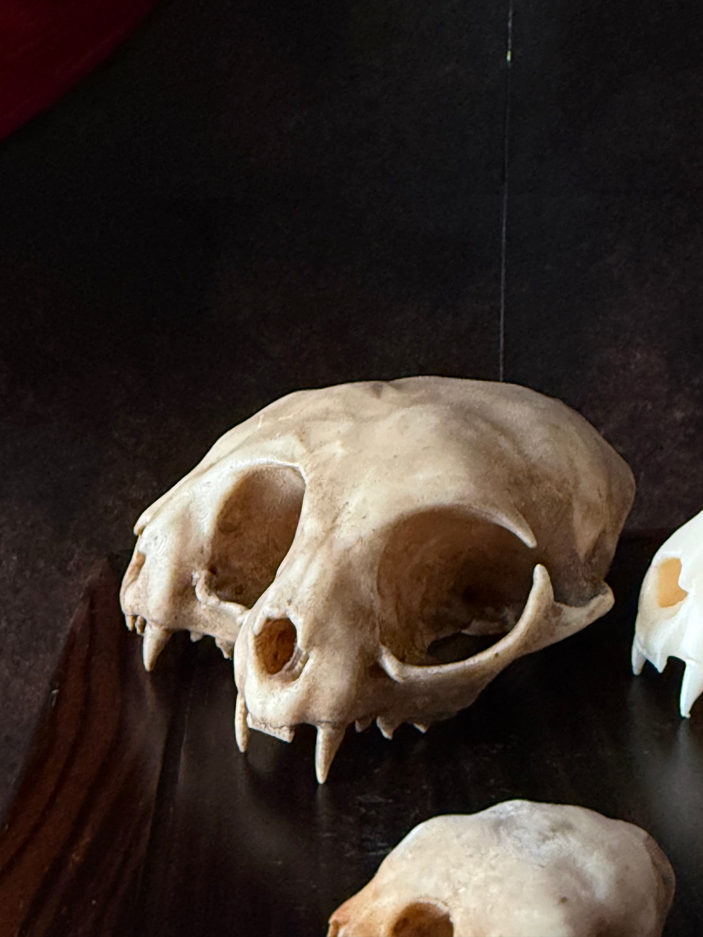 Conjoined cat skull for curiosities cabinet Regular Aged