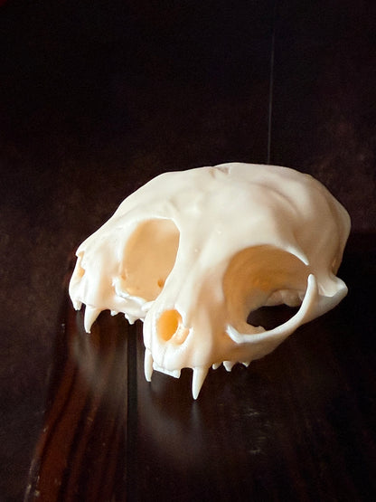 Conjoined cat skull for curiosities cabinet Regular