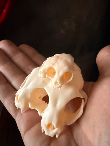 Conjoined cat skull for curiosities cabinet