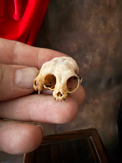 Conjoined cat skull for curiosities cabinet Mini Aged