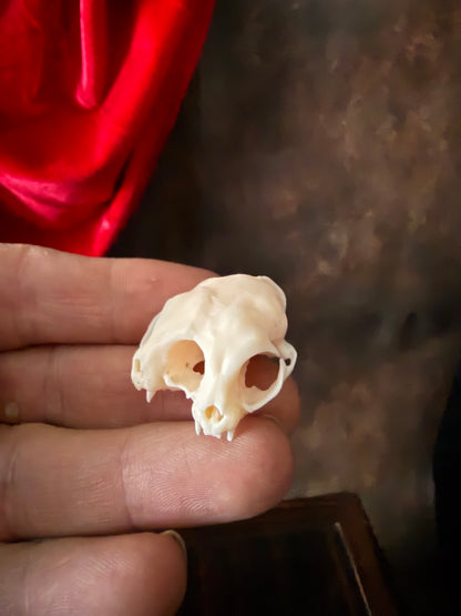 Conjoined cat skull for curiosities cabinet Mini