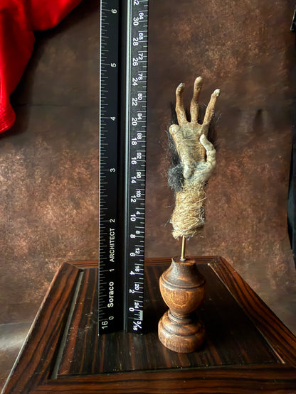 Cursed Monkey Paw for oddities & Curiosities cabinet Small Mounted