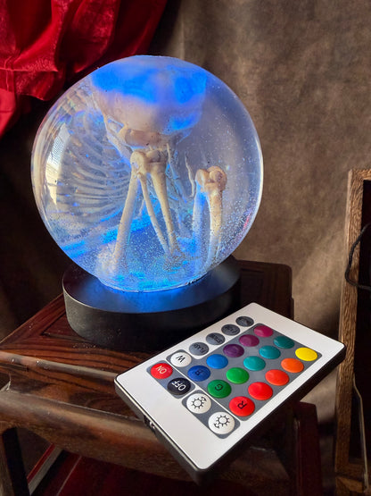 Fetal Skeleton Replica Dome – Creepy Curiosity, Gothic Anatomical Exhibit
