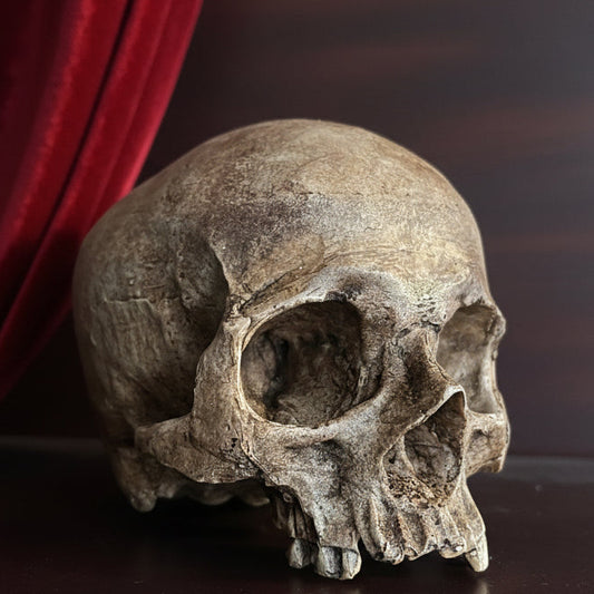 Human skull replica (Made to order)