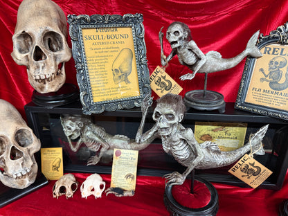 Fiji Mermaid for oddities and curiosities cabinet