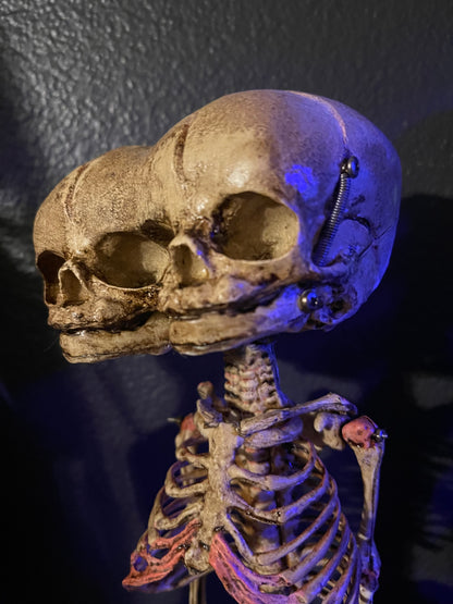 Two headed Fetal skeleton replica