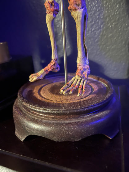 Two headed Fetal skeleton replica