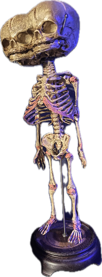 Two headed Fetal skeleton replica