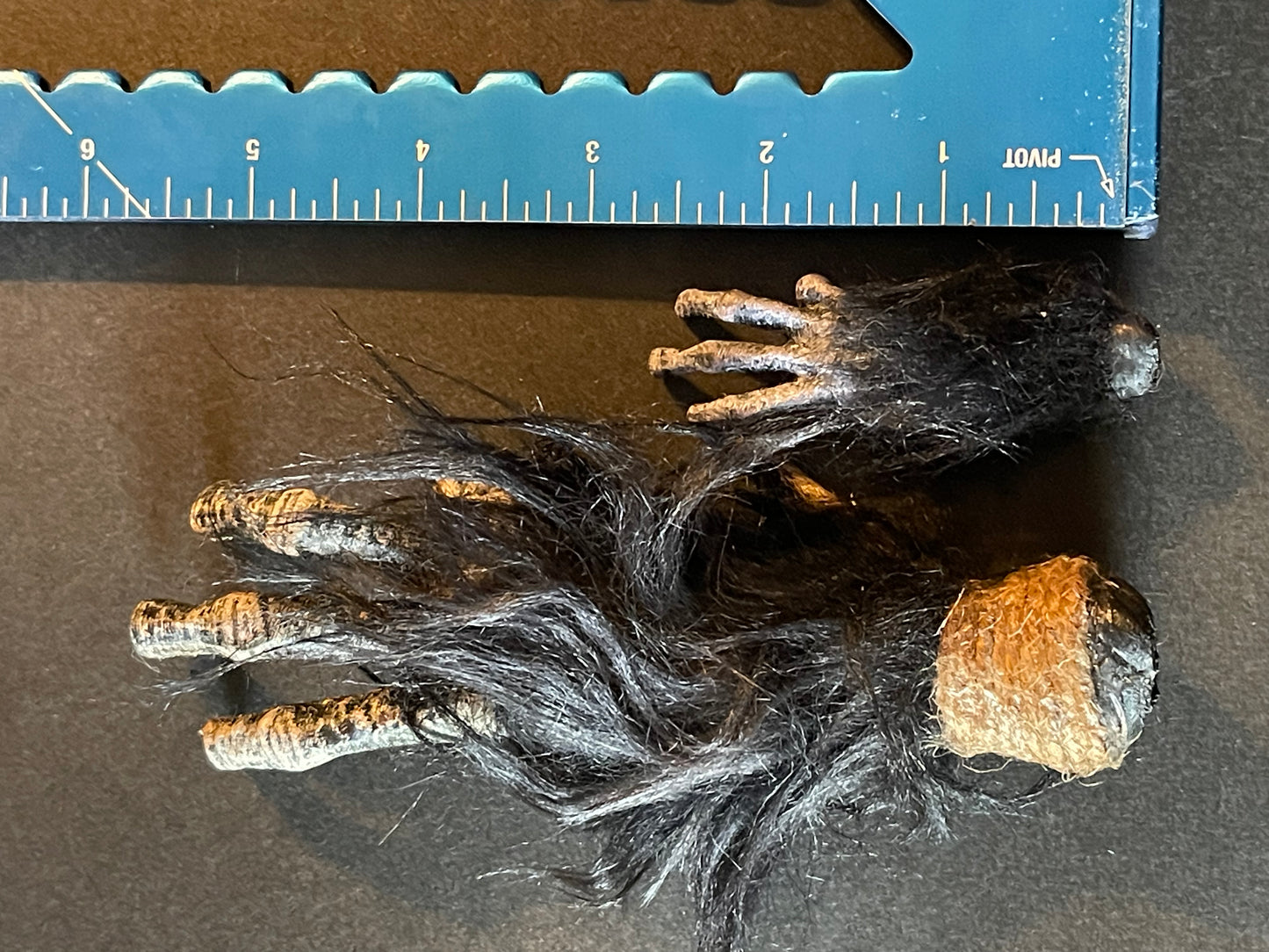 Cursed Monkey Paw for oddities & Curiosities cabinet