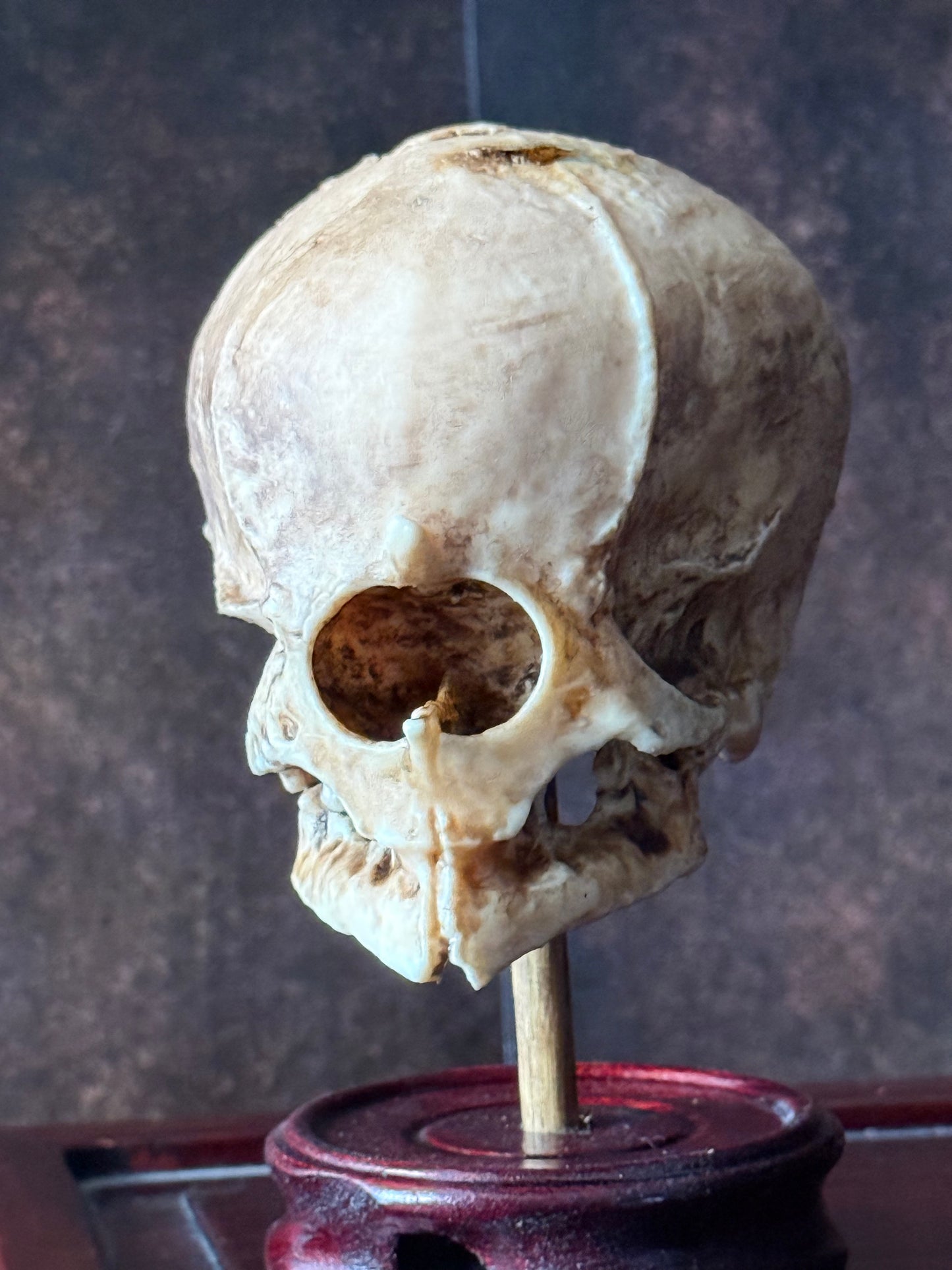 Cyclops Fetal Skull Specimen | Gothic Oddities Display | Cabinet of Curiosities Decor
