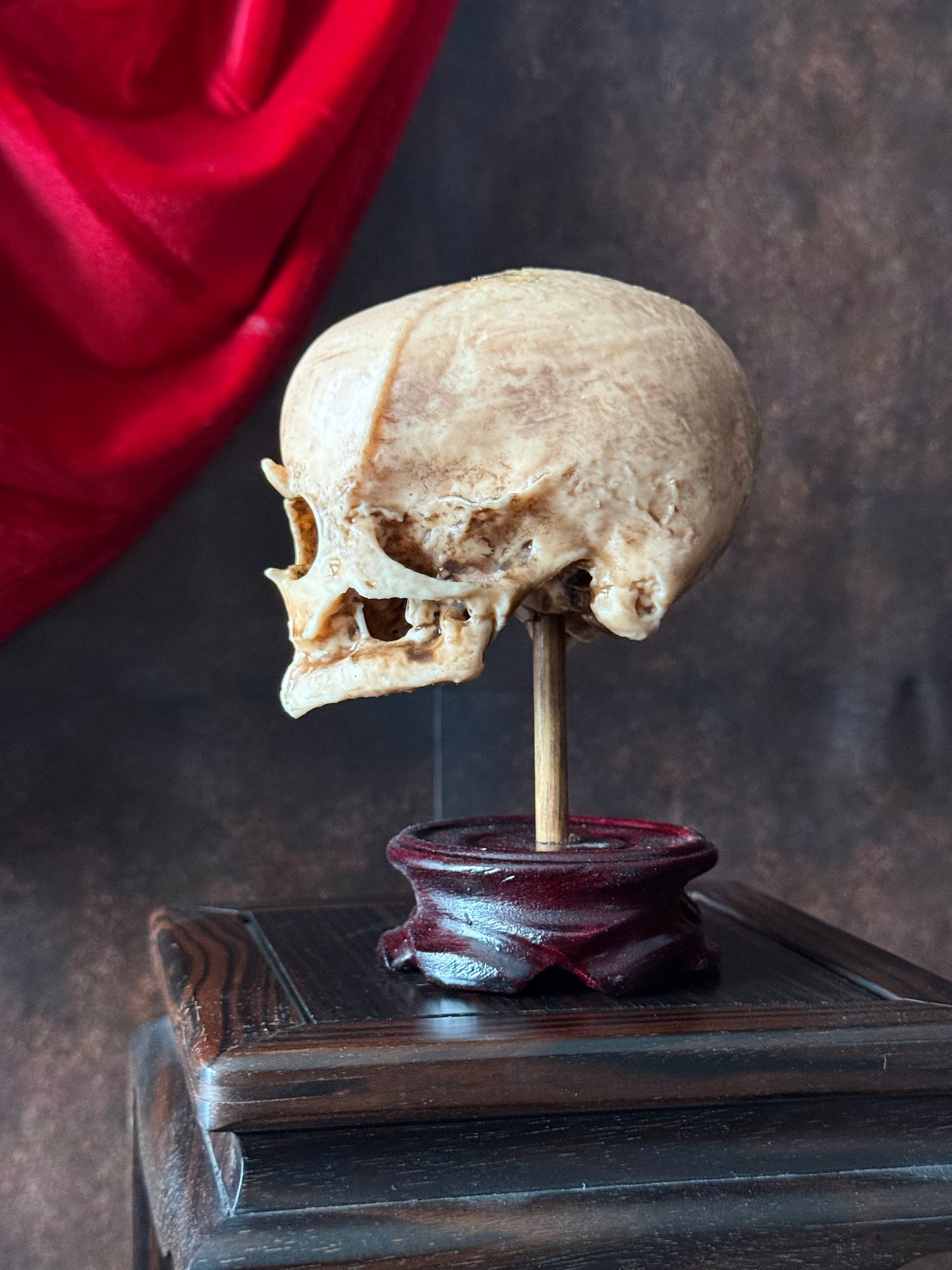 Cyclops Fetal Skull Specimen | Gothic Oddities Display | Cabinet of Curiosities Decor