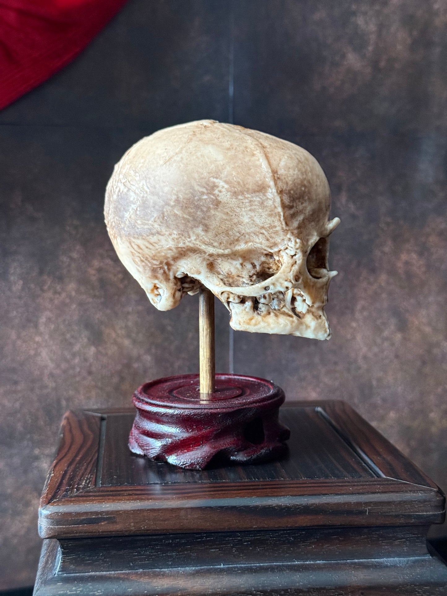 Cyclops Fetal Skull Specimen | Gothic Oddities Display | Cabinet of Curiosities Decor