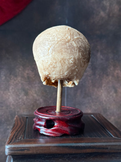 Cyclops Fetal Skull Specimen | Gothic Oddities Display | Cabinet of Curiosities Decor