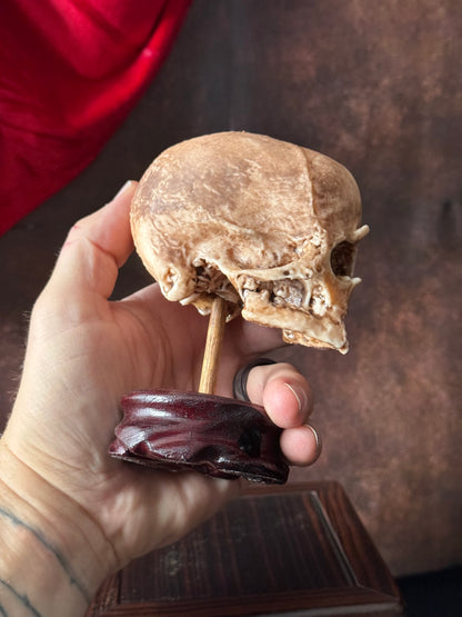 Cyclops Fetal Skull Specimen | Gothic Oddities Display | Cabinet of Curiosities Decor