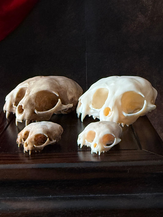 Conjoined cat skull for curiosities cabinet