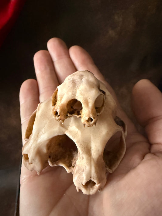 Conjoined cat skull for curiosities cabinet