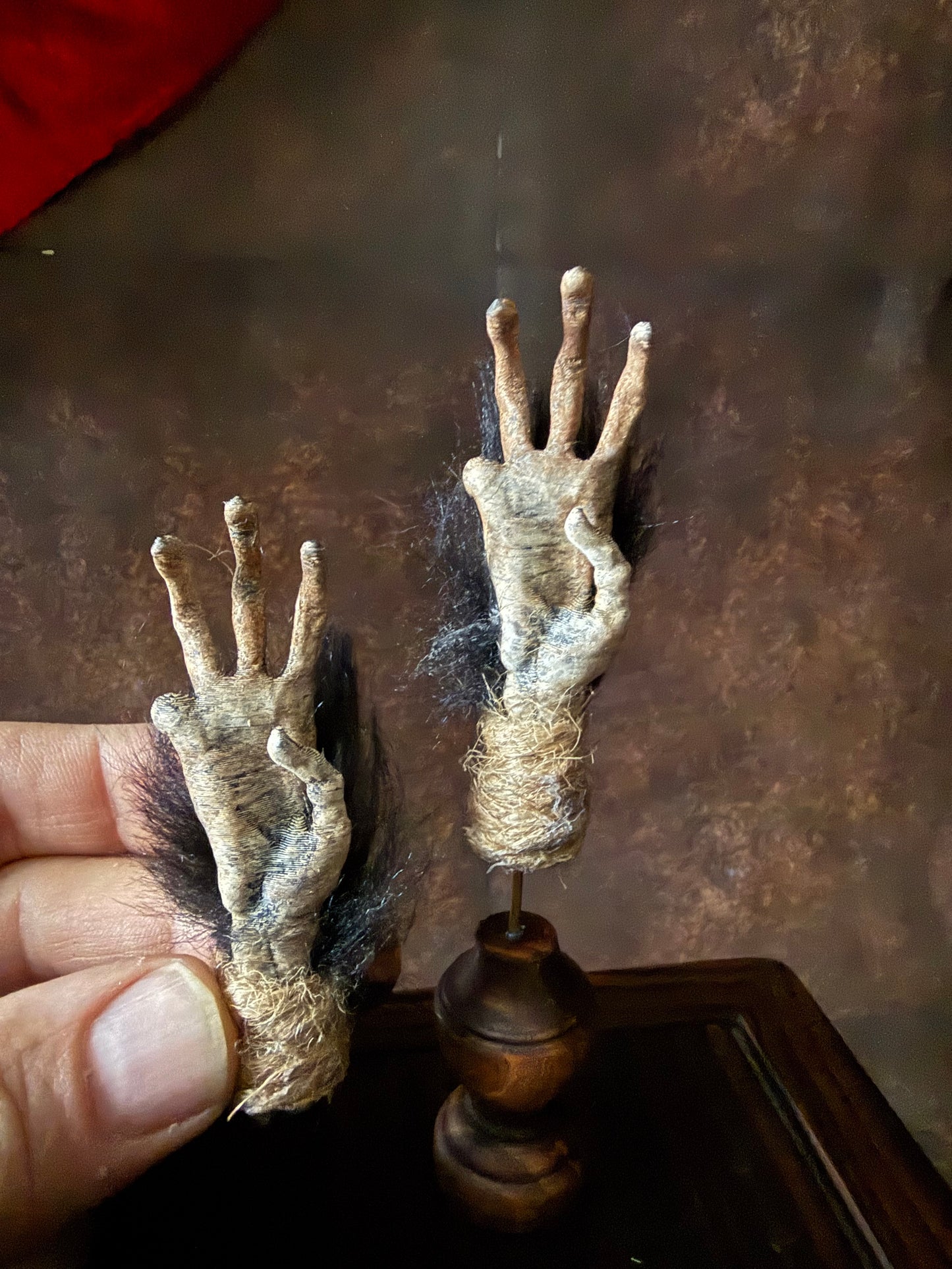 Cursed Monkey Paw for oddities & Curiosities cabinet