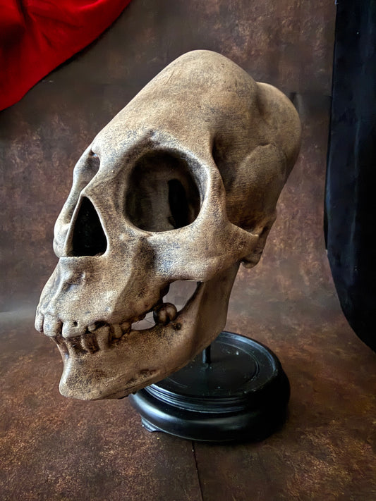 Peruvian skull