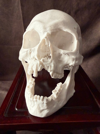 Battle Damaged Skull