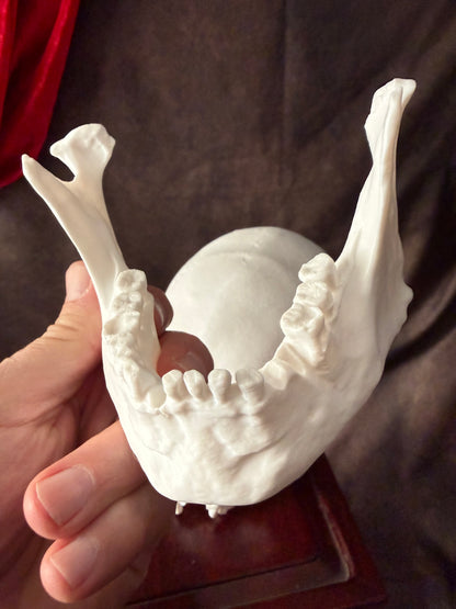 Battle Damaged Skull