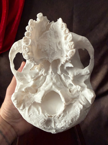 Battle Damaged Skull