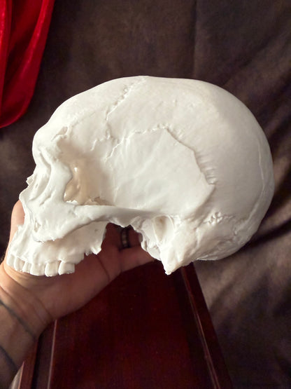 Battle Damaged Skull