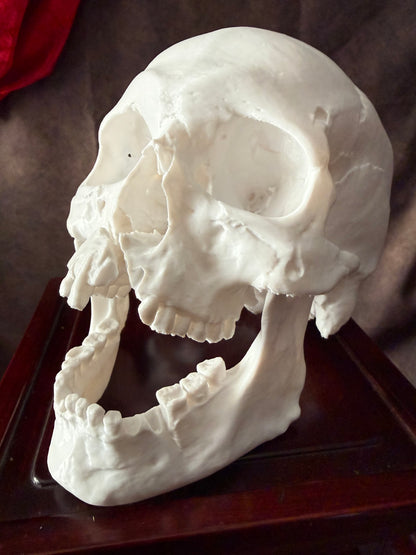 Battle Damaged Skull