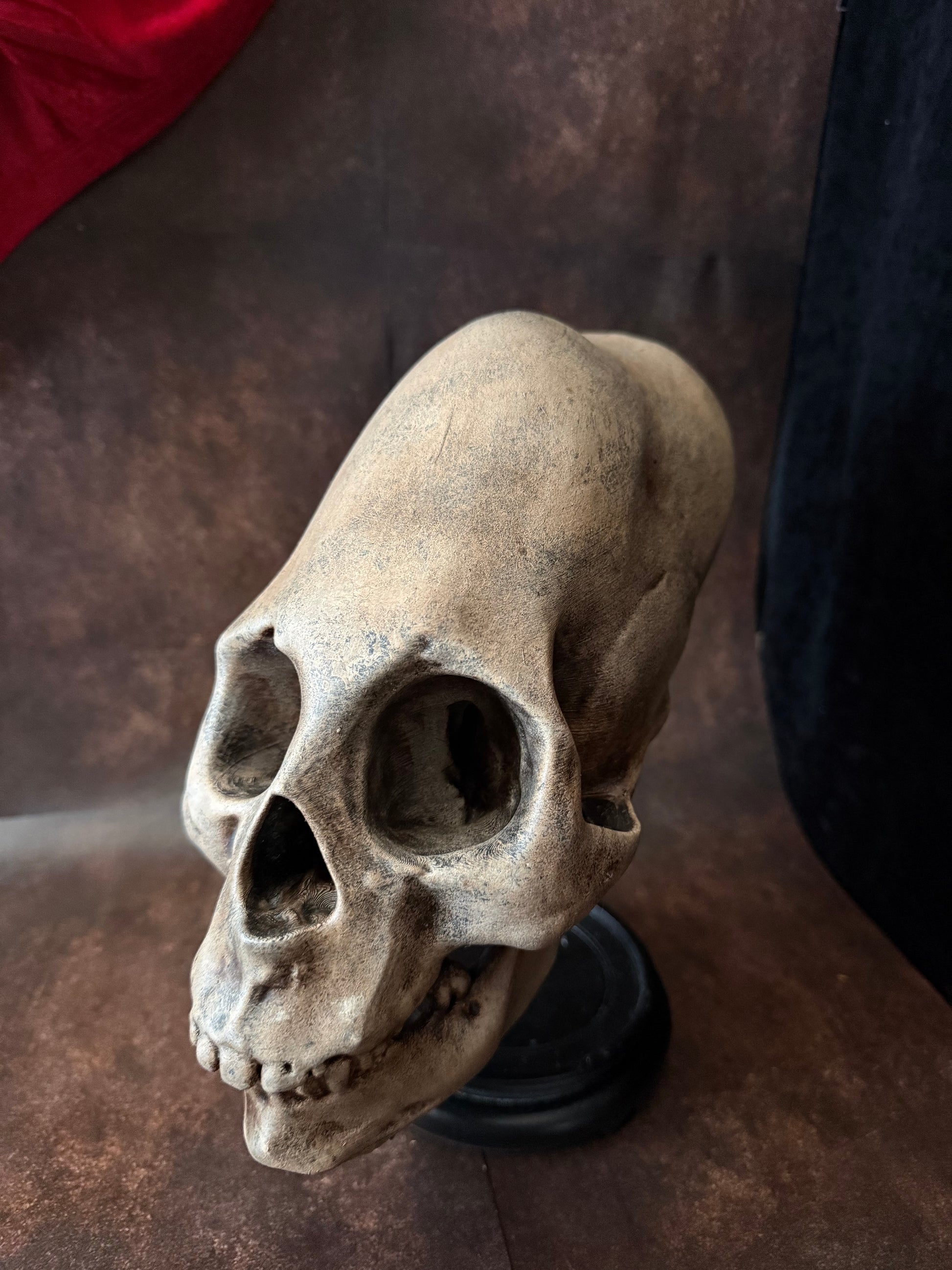 Peruvian skull replica