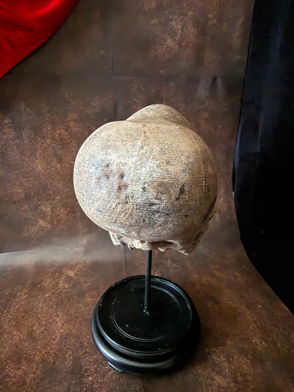 Peruvian skull replica