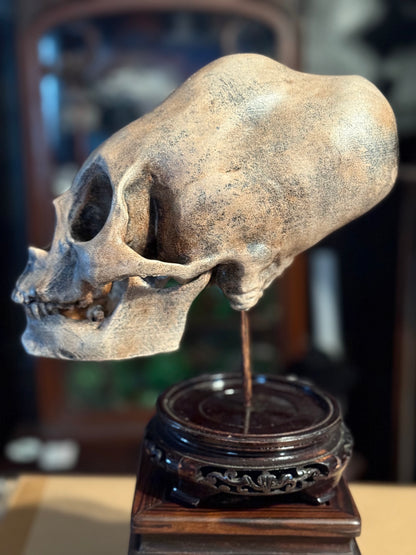 Peruvian skull replica