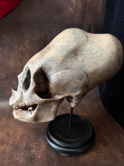 Peruvian skull replica