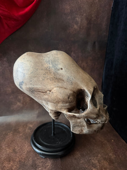 Peruvian skull replica