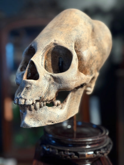 Peruvian skull replica