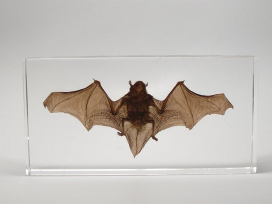 Bat in lucite