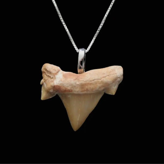 Fossilized Shark Teeth Pendant