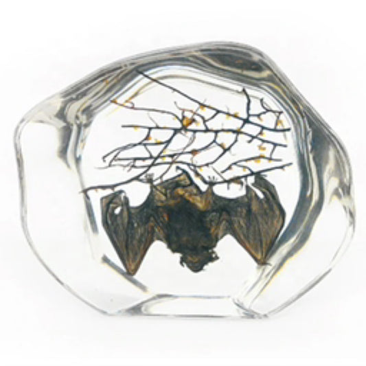 Bat in Resin