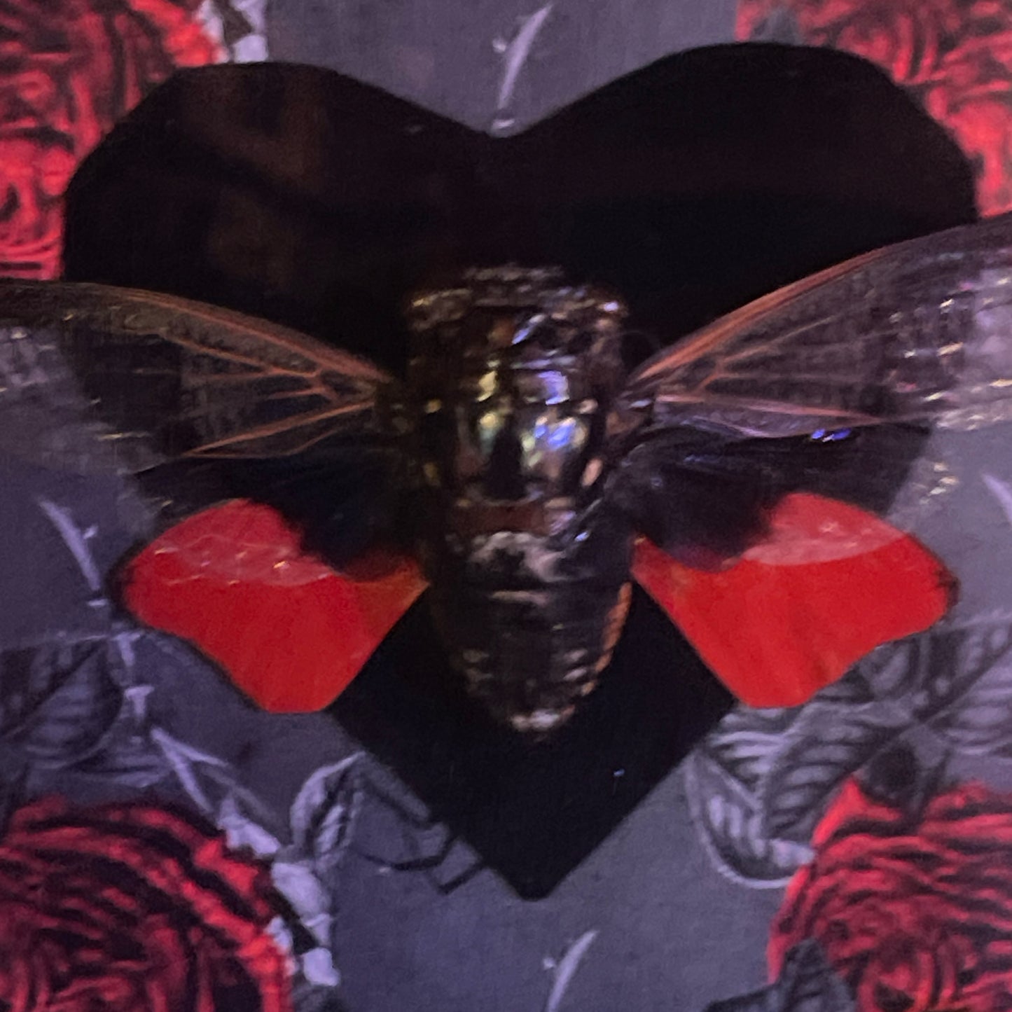 Framed Bat cicada