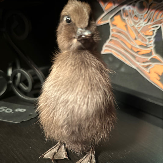 Taxidermy Single Head Duck