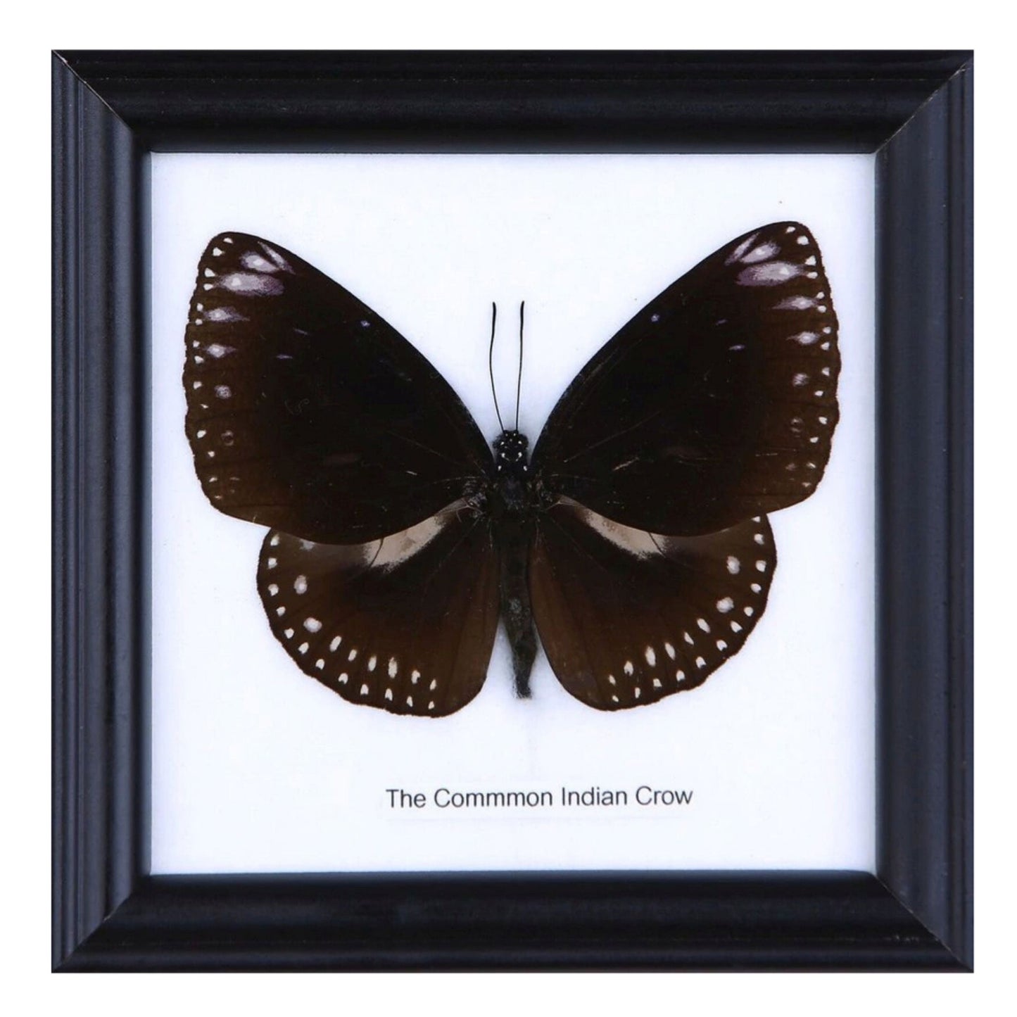 Framed Common India Crow Butterfly